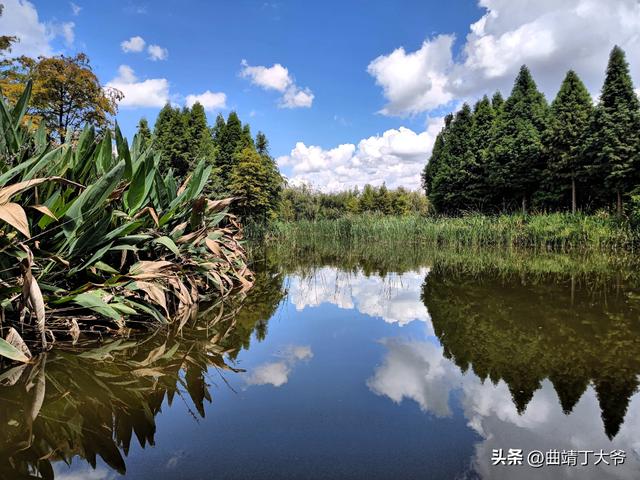 曲靖免费游玩的水乡，去了你才知道有多美