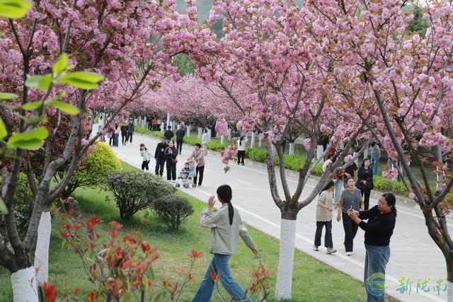 徽县：樱花节会醉游人