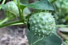 被称为蒙汗药的“曼陀罗”，其实是农村很常见的植物，拍给大家看图片