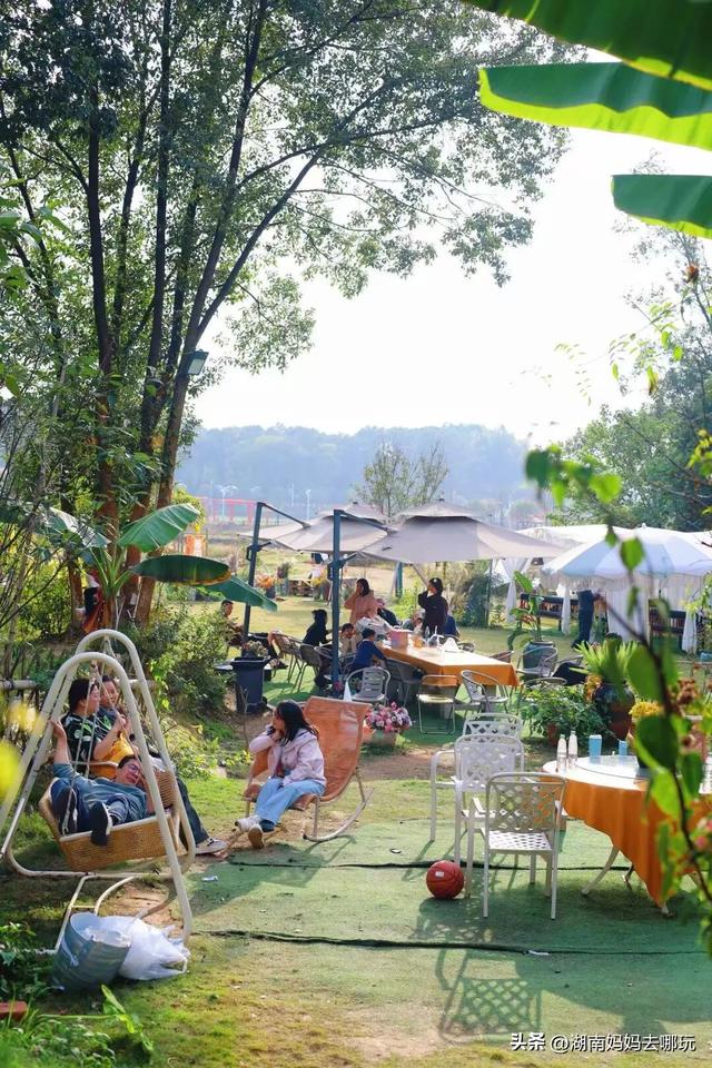 速报！这个地方银杏浓度达100%，赏芦苇、砍甘蔗，遛娃惊喜超多！