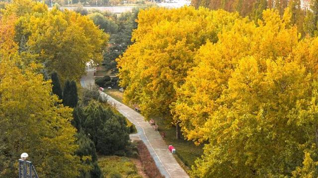 打卡限时浪漫，一键收藏隐珠街道最美秋色！