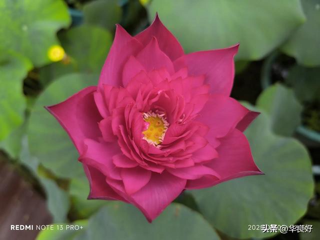 花艳叶新 “荷”你相遇——古漪园观荷记