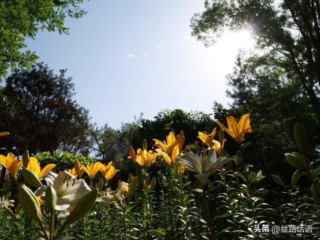 图集丨山丹：百合盛开，许你一个浪漫盛夏！