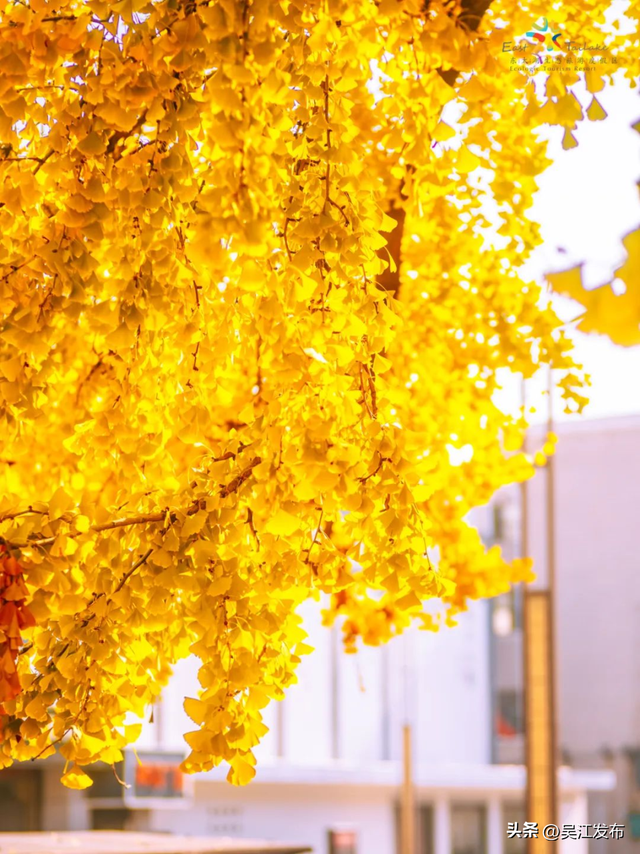 周末去打卡丨“杏”会！颜值高峰来了！