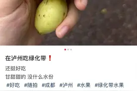 泸州街头这种果子熟了，不建议食用图片