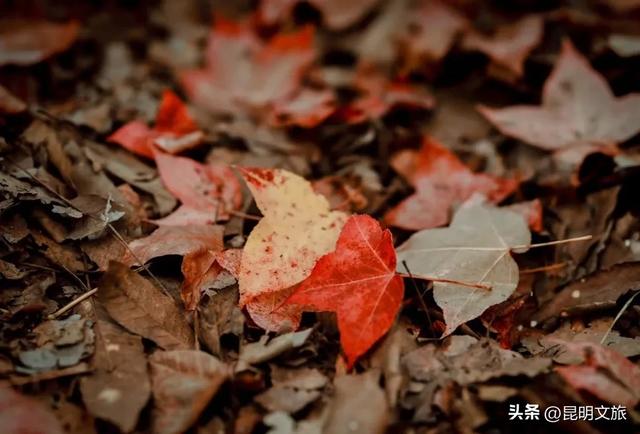 初冬氛围感出片计划,走起!昆明这份打卡攻略速速收藏→