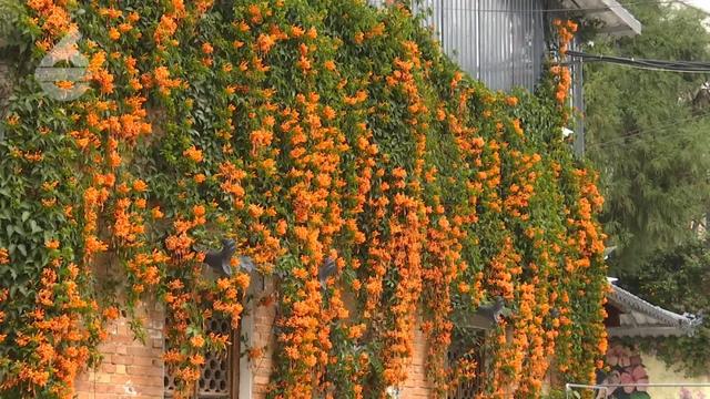 这片被暖意点“燃”的打卡地,满满的生命力!