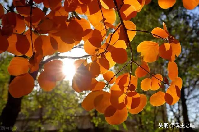 红叶黄栌正当时