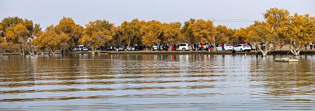 新疆沙雅：金秋邂逅“醉”美胡杨 470万亩金色林海迎观赏佳期