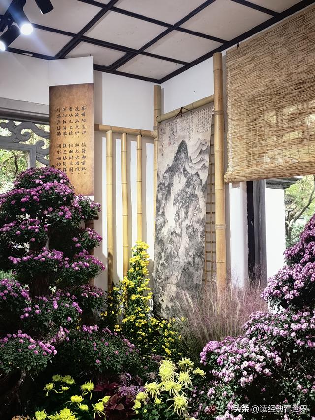 杭州植物园的菊花展——一场关于菊花的饕餮盛宴（二）