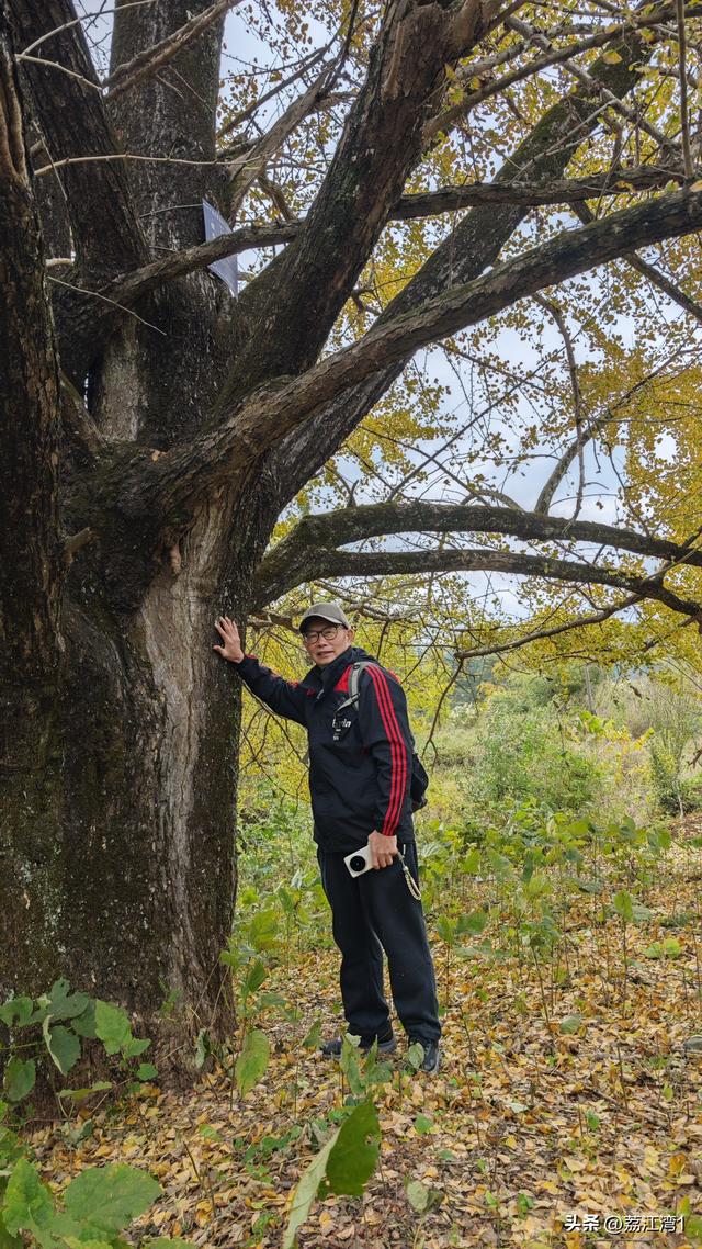 游长岗岭古村，观飘黄银杏