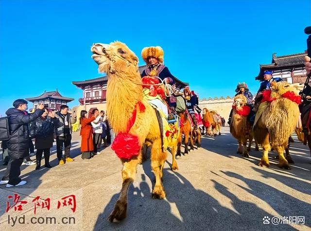 洛阳如何将骆驼队带来的“泼天流量”转化为“长尾效应”？