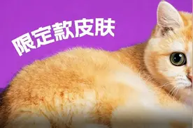 金渐层凭什么稳坐猫界第一把交椅？重磅科普！图片