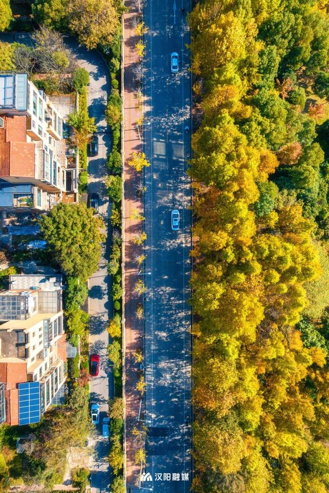 限时绝美！汉阳全城颜值巅峰，零换乘直达