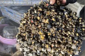 你吃的螺肉可能有风险！暗访福寿螺产业链图片