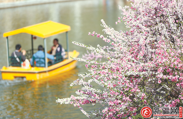 乌鲁木齐：四月春意浓 花开正当时