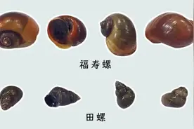 螺蛳粉又“塌房”！我们该怎么区分福寿螺和田螺？图片