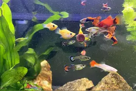 10年养鱼大师教你：打造“自清洁”鱼缸，从此养鱼不再换水折腾图片