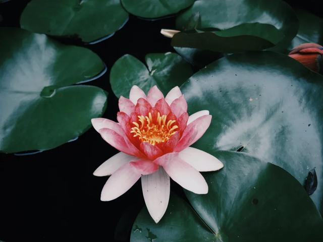 比人民公园巴适!5元素斋管饱、10元茶喝一天,公交直达宝藏古寺