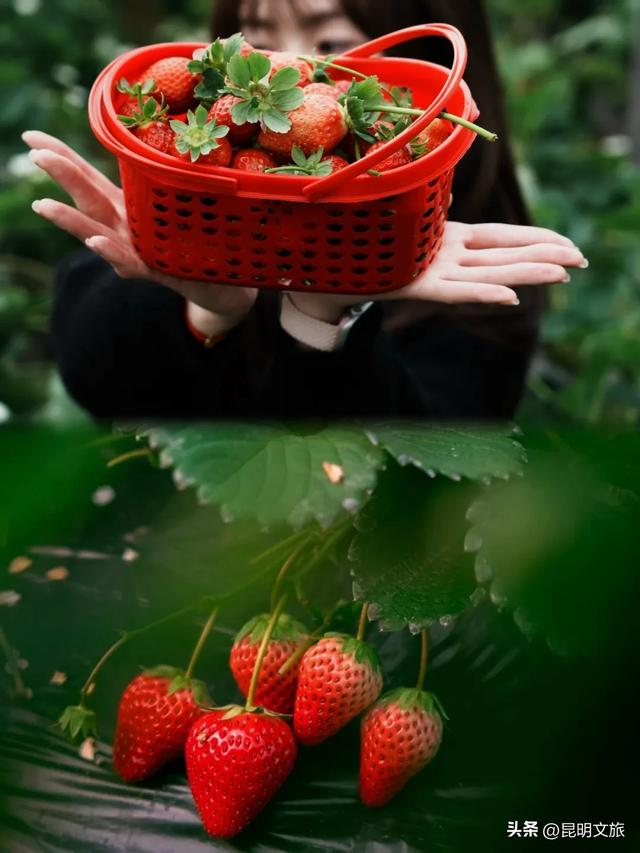 别再问昆明哪里能摘草莓了!收下这份采摘地图,直接抄作业→