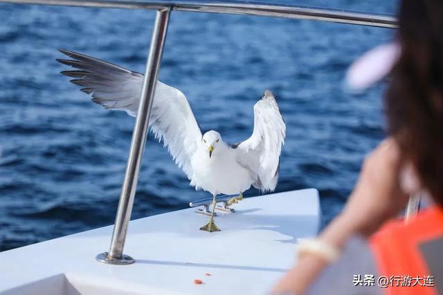 到海边去！大连市区赶海、喂海鸥全攻略