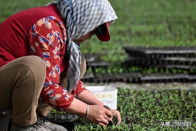 月薪8000留不住人，牧民靠万亩草场维生，新疆的上限下限超乎想象