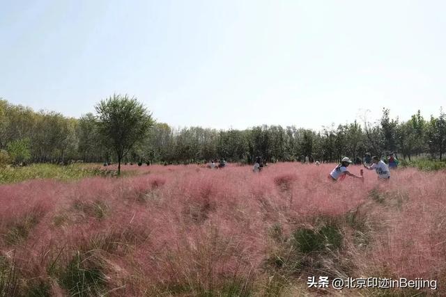 京城周末丨秋日限定浪漫,粉黛花海进入最美时节