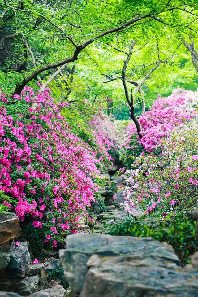 无锡这座绝美花园，免费开放了