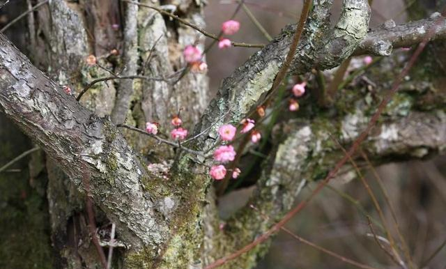洛阳又一公园火了！2800 余株梅花全绽放，公交可达还免费！