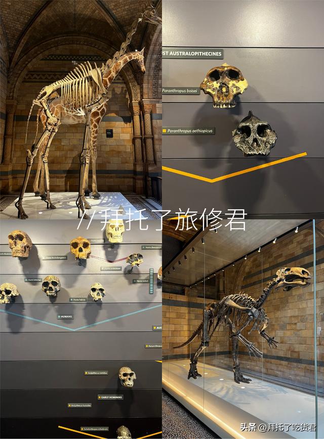 英国自然历史博物馆：一场穿越时空的旅程