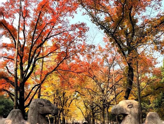 南京古都秋绝美日,妥妥的国内赏秋天花板,12个绝美秋景接着。