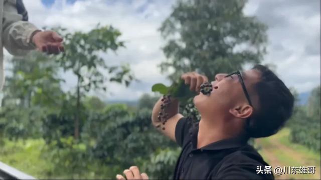 小依的咖啡园，即将迎来翻天覆地的变化。