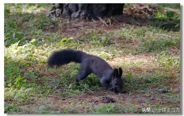 沈阳东陵郊野公园“精灵”出没