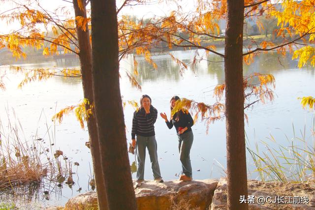 河南淮滨：落羽杉红了，美女们来啦！