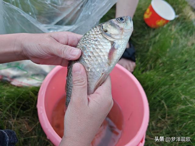 "鱼"悦盛夏 云梦陶楼庄园打造亲子避暑新体验