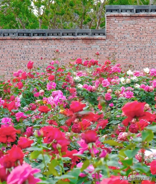 成都玫瑰、月季花开爆了，免费才最美，采摘玫瑰低至1元，划算！