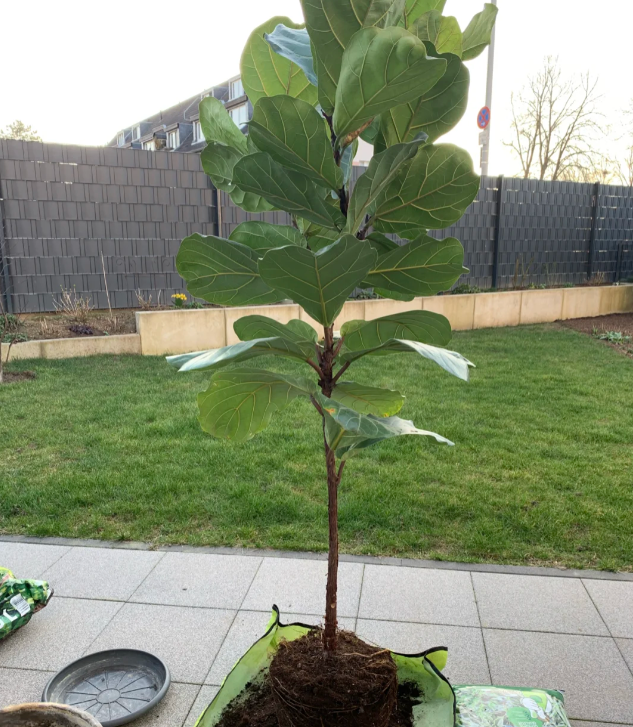 别再用小盆养花：这5种“富贵花”必须大盆养，小盆只会憋死根