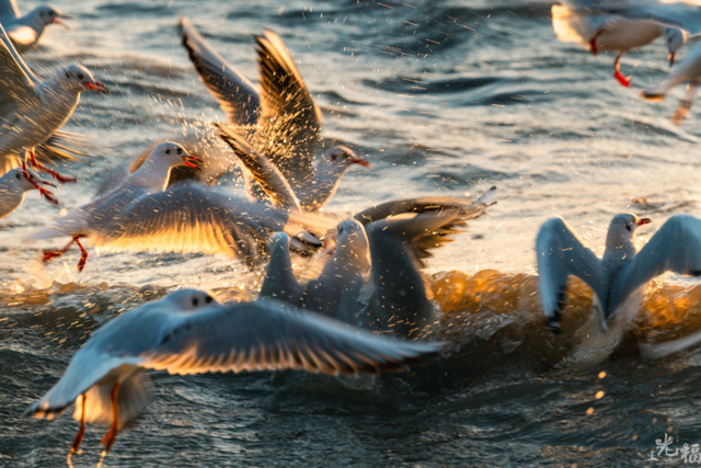 真的很美！2025苏州太湖观鸟超详细攻略来啦！