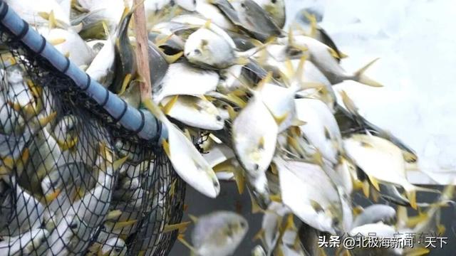 跨越山海，遇见防城港：一条边、一片海、一座城的共生之路