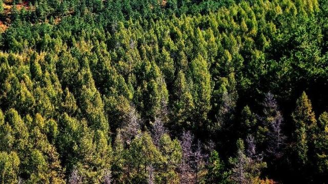 走进赤峰马鞍山林场 邂逅绚烂山林秋色