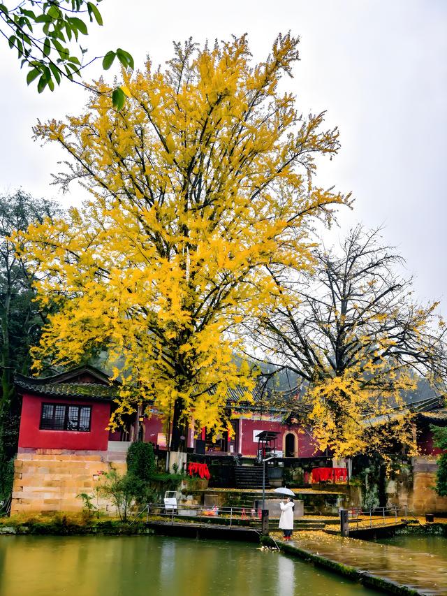 留着打卡！寺庙与千年古杏更配，每一张都是大片！