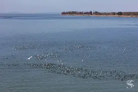 极其罕见！1200+斑头秋沙鸭聚集太湖图片