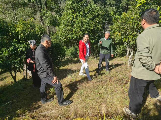 封老爷茶：百年滇茶迎京客 茶旅融合启新程