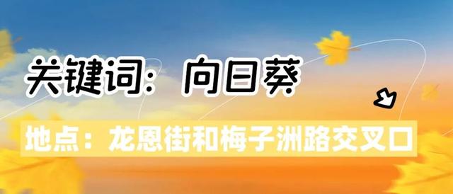 红高粱、向日葵，江心洲打卡正当时
