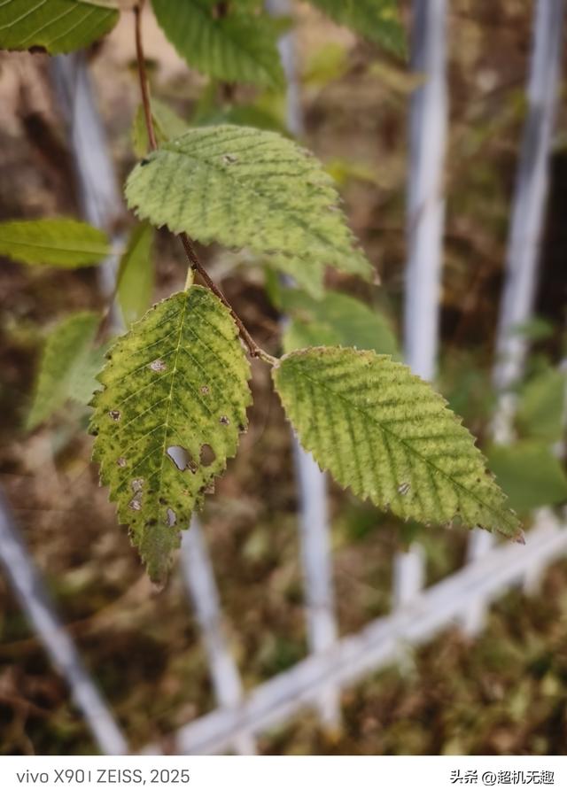 我家狗吃屎那天我的影像记录中
