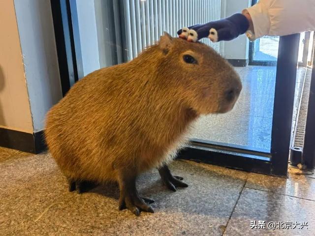 在大兴，过一天向往的生活！探野趣、享手作、庆团圆……