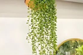 多肉植物可以养成瀑布？这4款“垂多肉”，挂在客厅，像艺术品图片