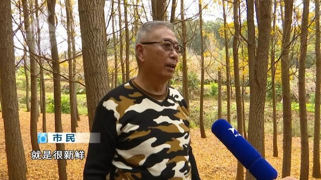 冬天的昆明，盛满了温柔的金黄色