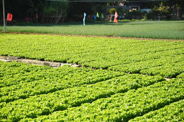 石碣好 “景”！拥抱生态绿地，感受田园风光~