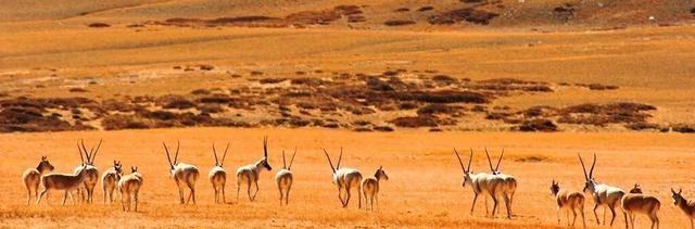 穿越阿里，才算真正到过西藏！万山之祖与百川之源在此相遇。